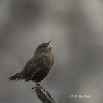 2017年、宮城県で撮れたミソサザイです。