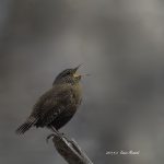 2017年、宮城県で撮れたミソサザイです。