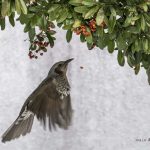 2018年、宮城県で撮影したヒヨドリです