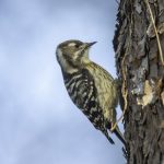 2017年に出会ったコゲラです