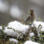 2018年、宮城県で撮影したヒレンジャクです