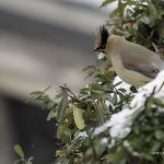 2018年、宮城県で撮影したヒレンジャクです