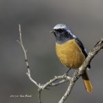 2017年、宮城県で出会ったジョウビタキです