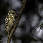 2018年、宮城県で出会ったコゲラたちです