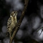 2018年、宮城県で出会ったコゲラたちです