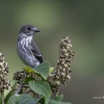 2017年に撮影したエゾビタキです