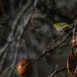 2018年に宮城県で撮影したウグイスです