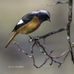 2017年、宮城県で出会ったジョウビタキです