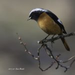 2017年、宮城県で出会ったジョウビタキです