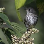 2017年に撮影したエゾビタキです