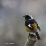 2017年、宮城県で出会ったジョウビタキです