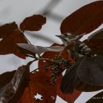 2018年、宮城県で出会ったコゲラたちです