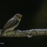 2018年、宮城県で撮影したコサメビタキです。