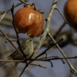 2018年に宮城県で撮影したウグイスです