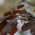 2018年、宮城県で出会ったコゲラたちです