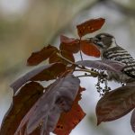 2018年、宮城県で出会ったコゲラたちです