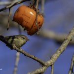 2018年に宮城県で撮影したウグイスです