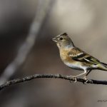 2018年に宮城県で撮影したアトリです