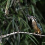 2018年に宮城県で出会ったカワセミです