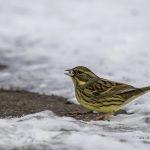 2018年に、宮城県で撮影したアオジです