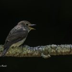 2018年、宮城県で撮影したコサメビタキです。