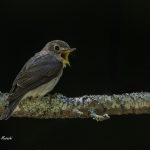 2018年、宮城県で撮影したコサメビタキです。