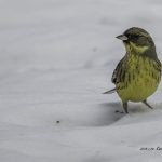 2018年に、宮城県で撮影したアオジです