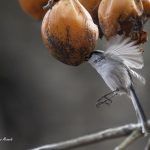 2018年に宮城県で出会ったエナガです