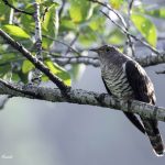 2018年に宮城県で撮影したホトトギスです