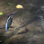 2018年に宮城県で出会ったカワセミです