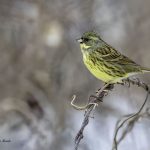 2018年に、宮城県で撮影したアオジです