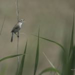 2017年に出会ったコヨシキリです