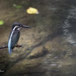 2018年に宮城県で出会ったカワセミです