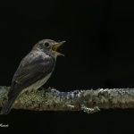 2018年、宮城県で撮影したコサメビタキです。