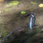 2018年に宮城県で出会ったカワセミです