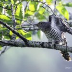 2018年に宮城県で撮影したホトトギスです