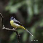 2017年に撮影したキセキレイです