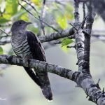 2018年に宮城県で撮影したホトトギスです