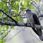 2018年に宮城県で撮影したホトトギスです