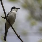 2017年に宮城県で出会ったサンショウクイです