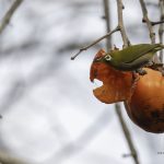 2018年、宮城県で撮影したメジロです