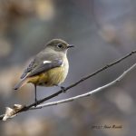 2017年、宮城県で出会ったジョウビタキです