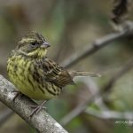 2017年に撮影したアオジです。