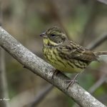 2017年に撮影したアオジです。