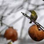 2018年、宮城県で撮影したメジロです