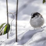 2018年に宮城県で出会ったエナガです