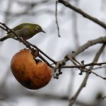 2018年、宮城県で撮影したメジロです