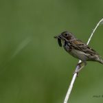 2018年に宮城県で撮影したホオアカです