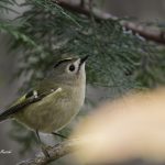 2017年に撮影しtキクイタダキです