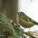 2017年に撮影しtキクイタダキです